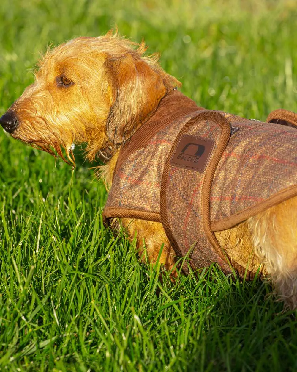 Baleno Bobby Printed Tweed Dog Coat